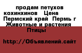 продам петухов кохинхинов › Цена ­ 500 - Пермский край, Пермь г. Животные и растения » Птицы   